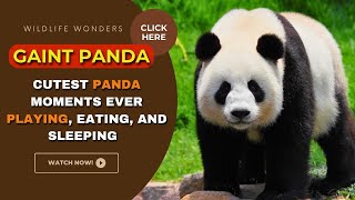 Adorable Pandas Cam Play and Eat Live | Cutest Panda Moments Ever And Gone Wild | Creative Nature