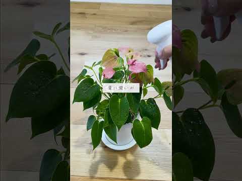 🍀勘違いしてませんか？観葉植物の寒さ対策🍀【☘Life with Houseplant】10-9