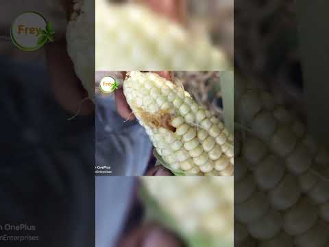 sweet corn farming. kaandabindha poka , stem borer. #sweetcorn #stemborer #farming #farmer #plants