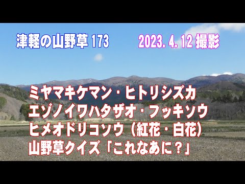 津軽の山野草173(ﾐﾔﾏｷｹﾏﾝ、ﾋﾄﾘｼｽﾞｶ、ｴｿﾞﾉｲﾜﾊﾀｻﾞｵ、ﾌｯｷｿｳ、ﾋﾒｵﾄﾞﾘｺｿｳ(紅花・白花)、山野草ｸｲｽﾞ)