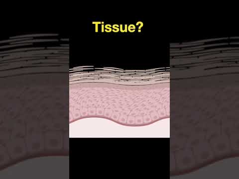 Histology #shorts - Part D