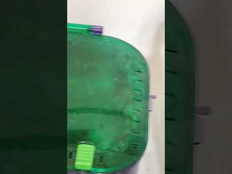 Cleaning the hamster cage