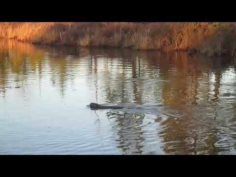 Three Busy Beavers