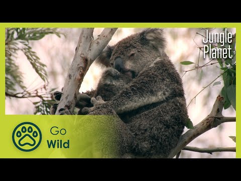 A Jungle of Aromas: Australia | Jungle Planet 9/26 | Go Wild