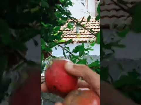 Fresh Pomegranate Juice