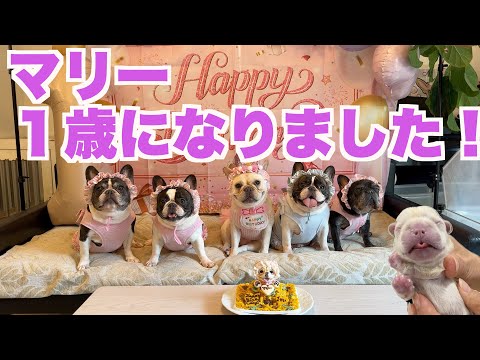 クリームのフレンチブルドッグの成長の様子 【 フレンチブルドッグ french_bulldog 】 マリー一歳になりました❣️