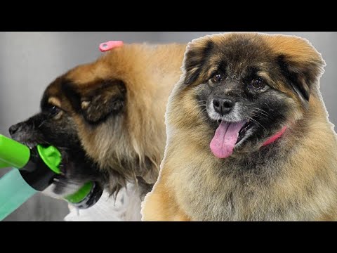 Spicy Pepper Level: Habanero | Cute Fiesty Tibetan Spaniel Dog