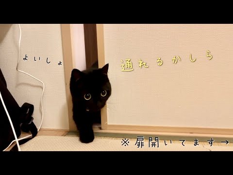 どうしても狭い隙間から部屋に入りたくて、試行錯誤する黒猫