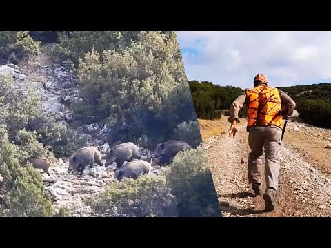 FULL ACTION WILD BOAR HUNTING - AKSİYON DOLU DOMUZ AVI