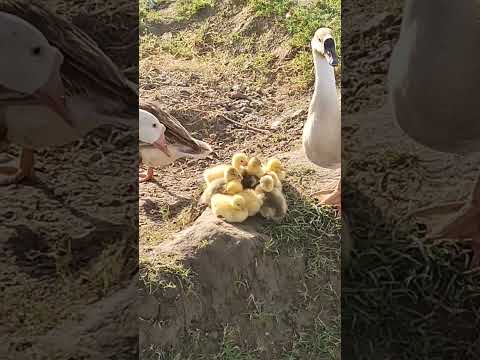 #Village #beautiful #relaxing #ducks #geese #chiken #farmer