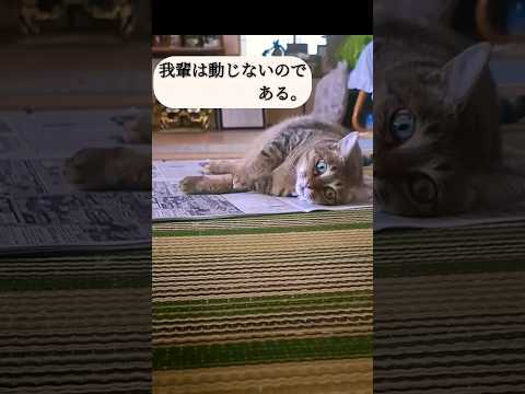 ふとっちょ🐈️は新聞の上が気持ちがいい#shorts #cat #キジ猫