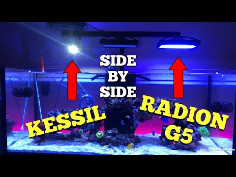 Kessil + Radion g5 side by side