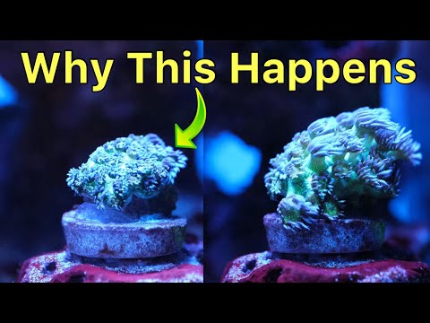 Top 5 Reasons LPS Corals Die