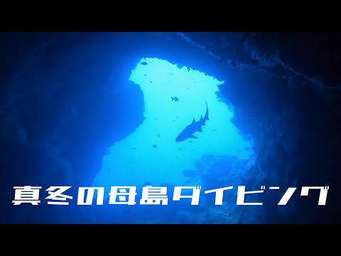 【ダイビング】真冬の小笠原諸島母島の海をご案内します