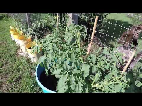 Tumbling Tom and Mineral Bucket Tomato Update!