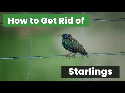 How to Get Rid of Stubborn Starlings Forever - The Fastest Way - You Need to See This!