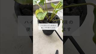 🍀ハイポネックス原液　おすすめの使い方【☘Life with Houseplant】4-16#shorts