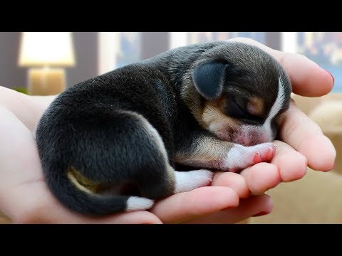 Cute And Funny Beagle Dog Compilation