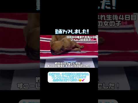 〜体重測定３日目〜本編では9/10に産まれた子達も登場するよ！🐶💗