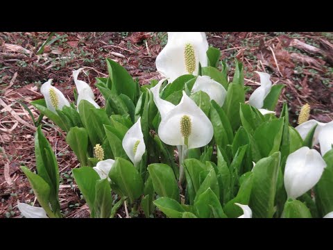 岡山県森林公園