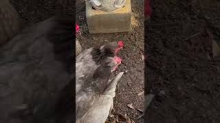 Checking in with the girls #backyardchickens #chickenrun #chickenlife #ilovechickens #hens