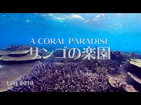 Snorkeling In A Coral Paradise, Okinawa | Log 010 Sesoko 2021 |シュノーケリング@沖縄