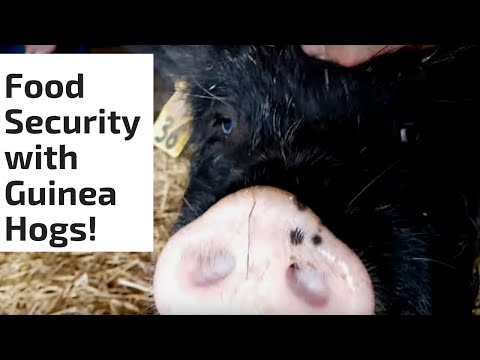 Homestead Food Security With American Guinea Hogs