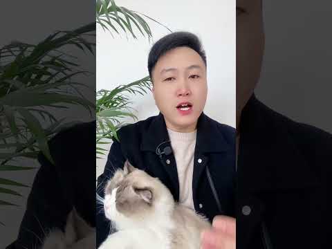 藿香正气水，养猫过程很重要，关键时刻能救命。养猫经验分享 科学养宠攻略 养猫人 宠物驱虫 好懂事的猫猫