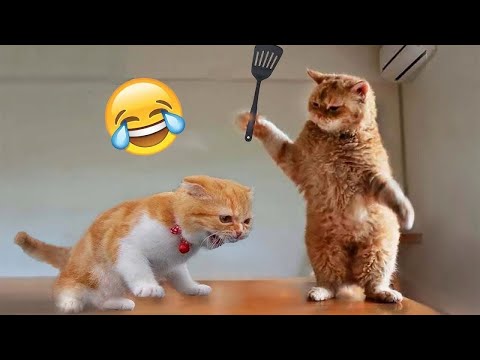 Funniest Animals 2024 😂 Best Funny Cats and Dogs 😹🐶 Part 7