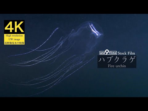 【4K 水中映像】ハブクラゲ / Box jellyfish / Chironex yamaguchii