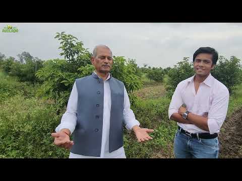 Mr. Surendra Singh Gaharwar visited Indo Israel Avocado | Indo Israel Avocado | Vlog 154