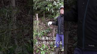 竹の1m切りだけでは不十分　根の栄養を奪う