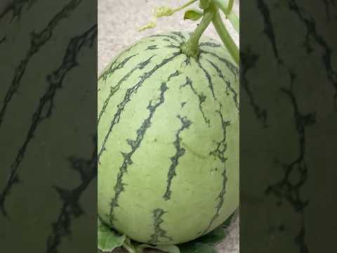 Organic Watermelon Time lapse #watermelonfruits #watermelon #timelapsevideo #recipeshorts #food