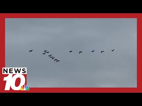 Why are there fewer geese over Rochester’s skies this fall?