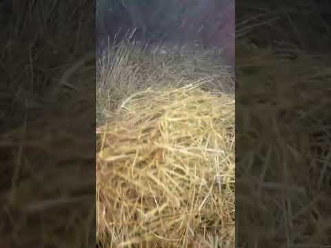 Inside a combine harvester #farming