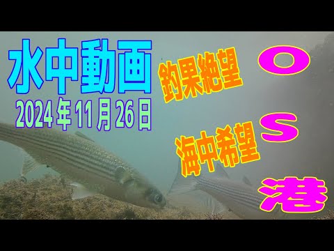 水中動画（2024年11月26日）in　OS港