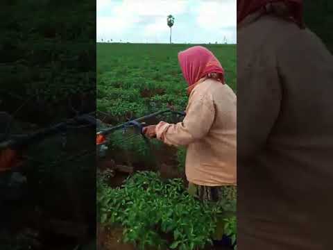 రైతు కష్టాలు తెల్సా #farming #farmer #chilli #ytshorts #trending