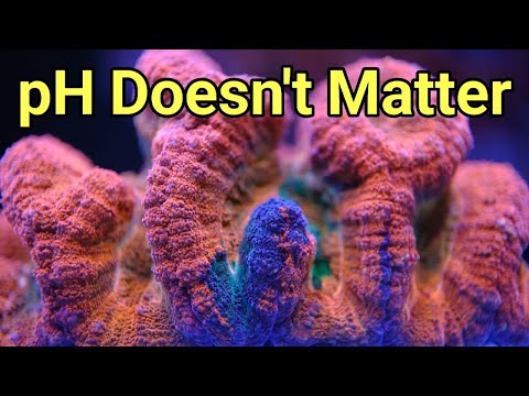 Why You Shouldn't Focus on pH | The Prestige Reef Dork Show Ep 61