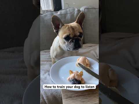 Works every time! #dog #frenchies