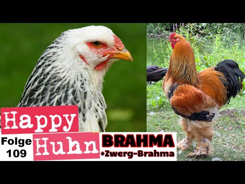 Riesenhühner! Brahma-Hühner im Portrait mit Zwerg-Brahma - Haltung, Zucht, Farben - HAPPY HUHN E109