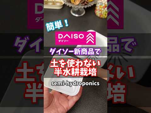 【ダイソーだけで】新商品鉢を使って清潔な半水耕栽培 semi-hydroponics #ダイソー #daiso #観葉植物 #houseplants #propagation