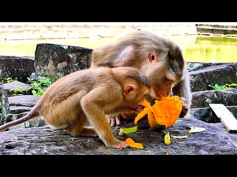 Beautiful Moment../ Tiny Monkey LEO was grabbing mangoes from Mum until Libby gave him some mangoes.