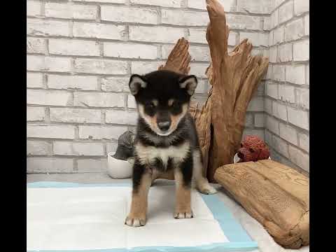 Black and Tan Shiba Inu - Mike