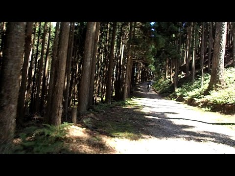 愛宕山(雲心寺林道→ウジウジ峠→景色の良い所)220811_1353