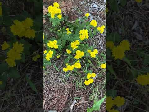 移植した菊が咲き始めました