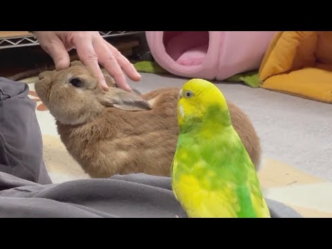 A 5-year-old rabbit shows off his dignity as the eldest son to a parakeet (No. 1747)