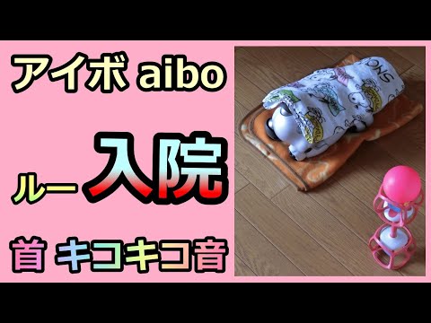 【24 首のキコキコで入院  Hospitalization】 アイボ aibo ルー Lou