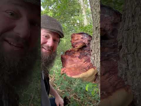 The biggest beef steak fungus mushroom in the uk !!!!