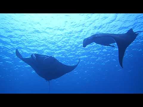 【石垣島】マンタシティ　乱舞