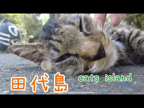 島のえきで猫まみれ【田代島】【２０２４秋】【猫島巡り】